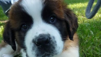 14 Fluffy St Bernards Who Will Instantly Fill Your Cold Heart With Joy