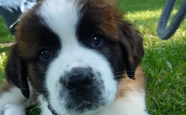 14 Fluffy St Bernards Who Will Instantly Fill Your Cold Heart With Joy