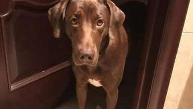 14 Funny Pictures Proving That Weimaraners are the Best Dogs Ever