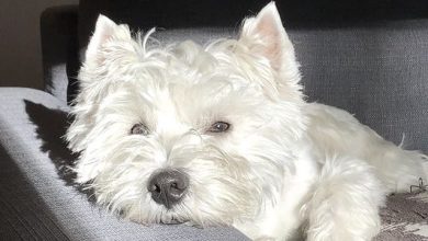 14 Interesting Facts About the West Highland Terrier