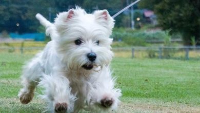 14 Incredible Facts About West Highland White Terriers