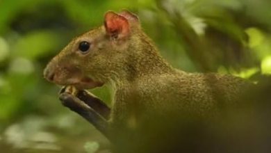 10 Things You (Probably) Didn’t Know About Agoutis