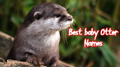 Top 40 Cute Otter Names For Baby Otters (Boys & Girls)