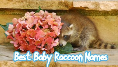 20+ Best Baby Raccoon Names That Are Cute!
