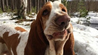 14 Irrefutable Reasons to Adore Basset Hounds