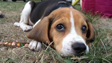 14 Adorable Beagles Who Just Want to Play