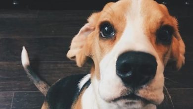 14 Unusual Things Your Beagles Love