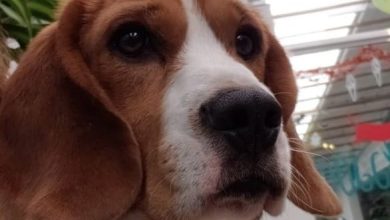 15 Most Incredible Facts About Beagles