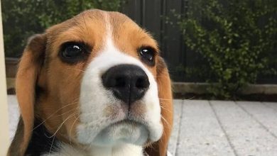 14 Pictures Of Beagles That Can Cheer You Up