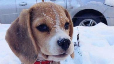14 Winter Facts About Beagles You Never Know