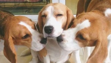14 Pictures To Prove That Beagle Is The Most Friendly Dog