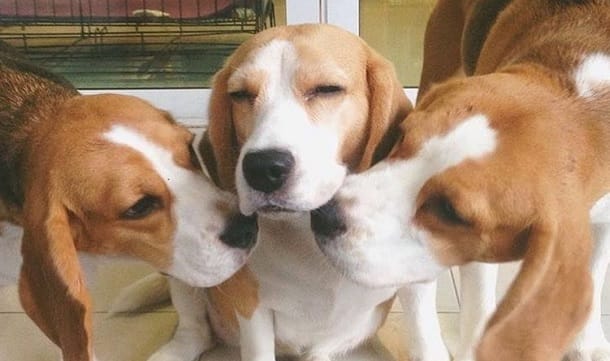 14 Pictures To Prove That Beagle Is The Most Friendly Dog