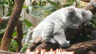 100+ Best Koala Names – Boy, Girl, Baby, & Cute Koala Names