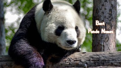 250+ Best Panda Names – Best Way To Name Your Panda
