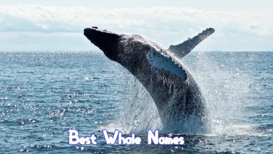 130+ Best Whale Names – Popular Whale Name Ideas