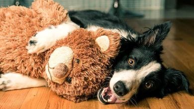 14 Funny Collies With Different Toys
