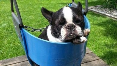 16 Things Boston Terriers Like To Do