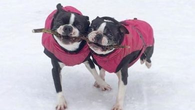 15 Reasons Why Boston Terriers Are The Friendliest Breed