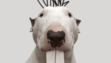 14 Things Your Bull Terrier Does When You Are Out