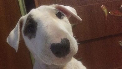 14 Facts To Prove That Bull Terriers Are The Worst Dogs In The World