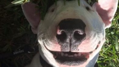 14 Things Only Bull Terrier Owners Will Understand