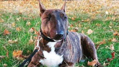 15 Small Tips For Raising And Caring For A Bull Terrier