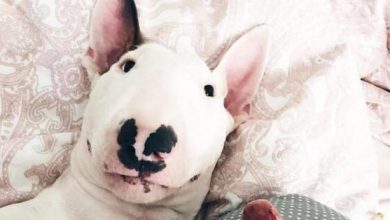 14 Great Facts About Bull Terriers