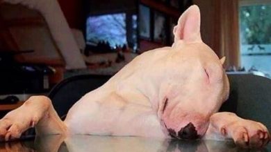 15 Bull Terriers’ Most Fantastic And Awkward Sleeping Positions