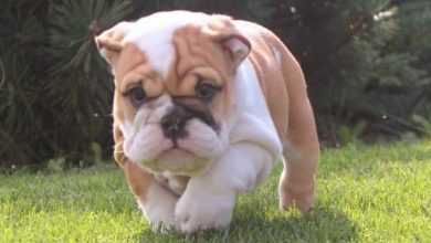 14 Solid Facts About the English Bulldog