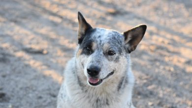 Cattle Dog Exercise Needs: From Couch Pup to Gym Hound
