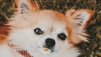 14 Awesome Pictures For Chihuahua Lovers