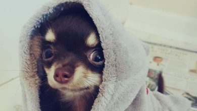 Meet 14 of the Cutest Chihuahuas in the World