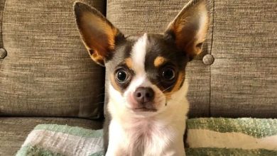 14 Photos Of Chihuahuas To Make You Smile