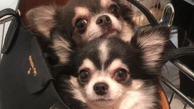 14 Incredible Facts About Chihuahuas