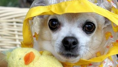 14 Lovely Chihuahuas With Different Toys