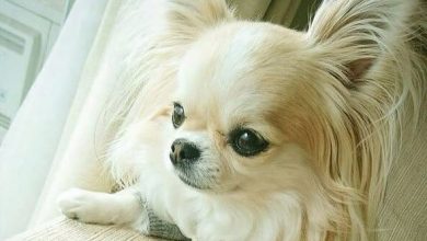 14 Indisputable Facts About Chihuahuas
