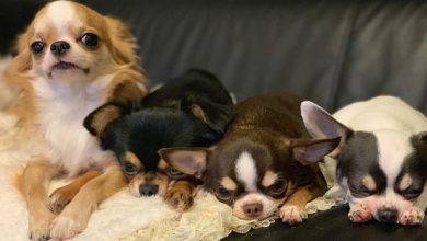 14 Interesting Facts About Chihuahuas