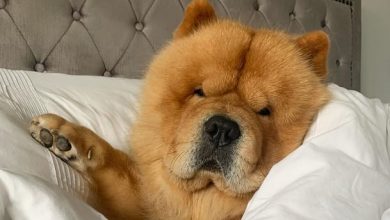 14 Interesting Facts About Chow Chow