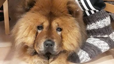 14 Interesting and Fun Facts About Chow Chow You Might Not Know