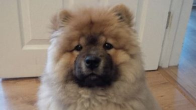 14 Adorable Chow Chow That Will Make You Smile