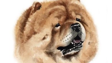 The 14 Best Chow Chow Paintings