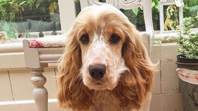 14 Reasons Why A Cocker Spaniel Should Be Your Best Companion Ever