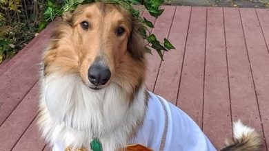 14 Halloween Costume Ideas for Collies