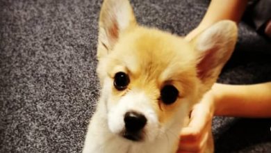 14 Cute Pictures Proving That Corgis are Good Babysitters