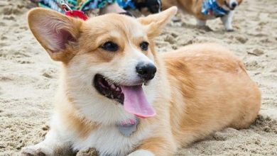 The 16 Happiest Corgis Will Make Your Day