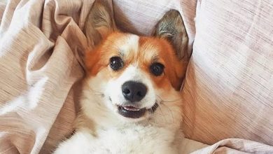14 Adorable Expressions Every Corgi Parent Will Instantly Recognise