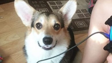 14 Funny Pictures Showing That You Are Crazy Corgi Person