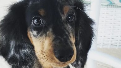 14 Things You Do That Dachshunds Don’t Like