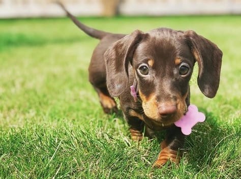 14 Evidence That the Dachshund Is an Incredible Underground Hunter
