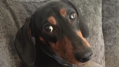 14 Extraordinary Facts About Dachshunds